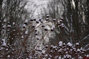 Холодная тишина. 10 фото январского леса