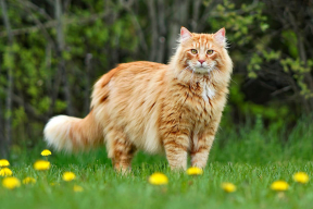 Нежные гиганты: ласковые, умные, игривые, как котята